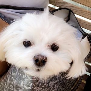 Meet your Posher, Sharon